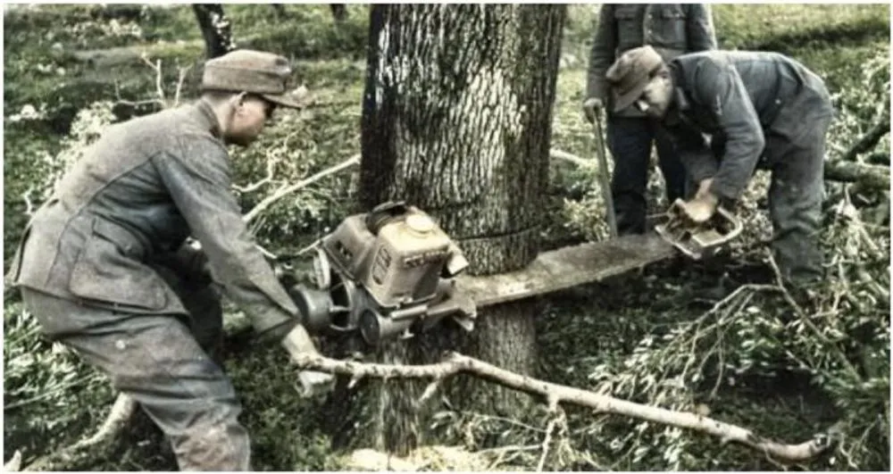 Historic two-person chainsaw used to fell a tree