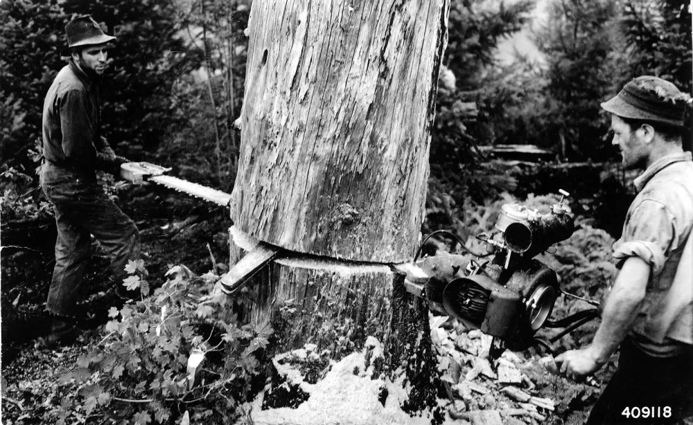 Historic logger cutting a large tree with an early chainsaw